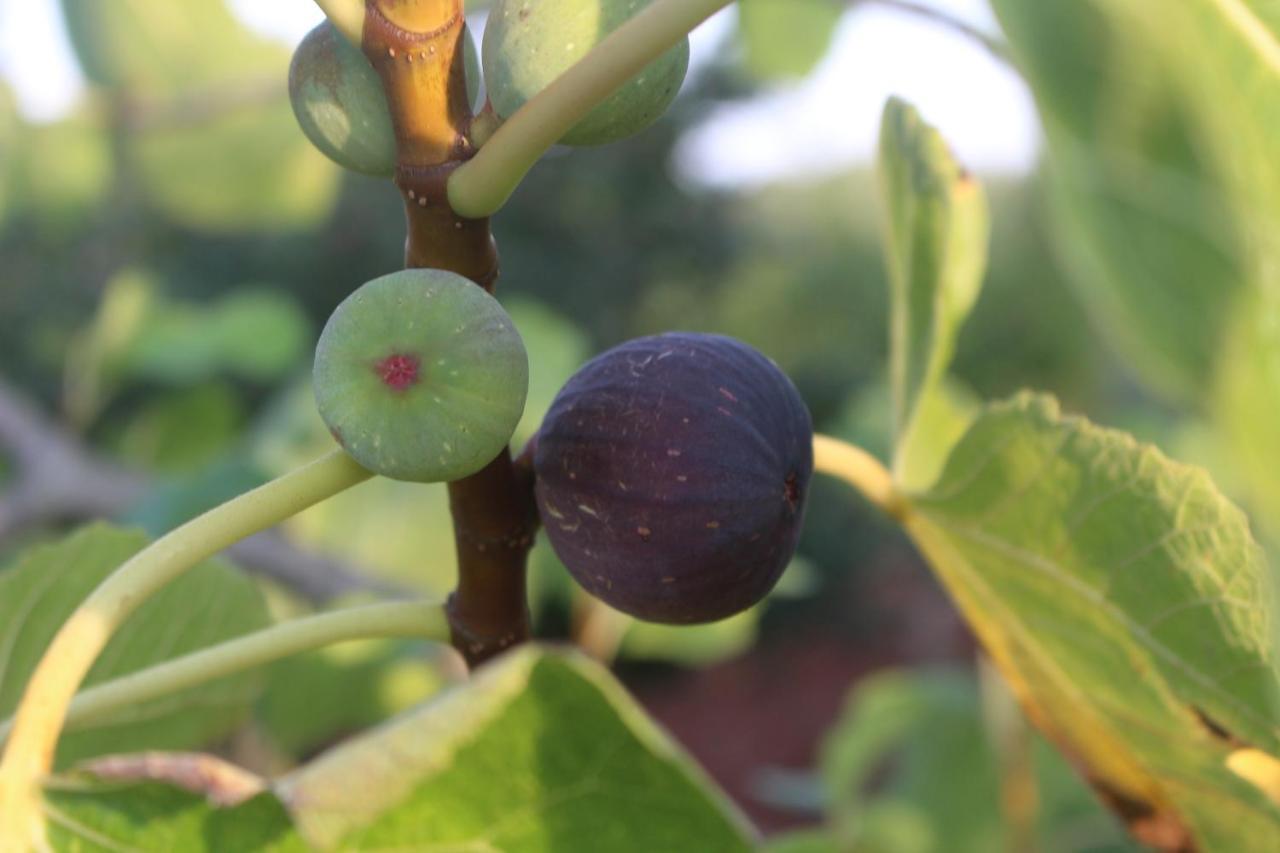 Trullo Il Melograno Vendégház Ostuni Kültér fotó